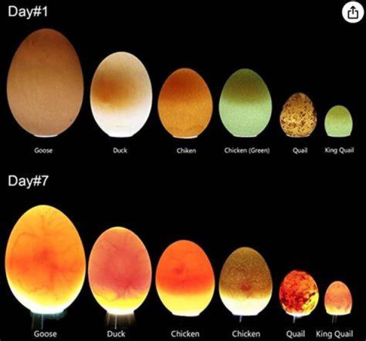 How can eggs be purchased?