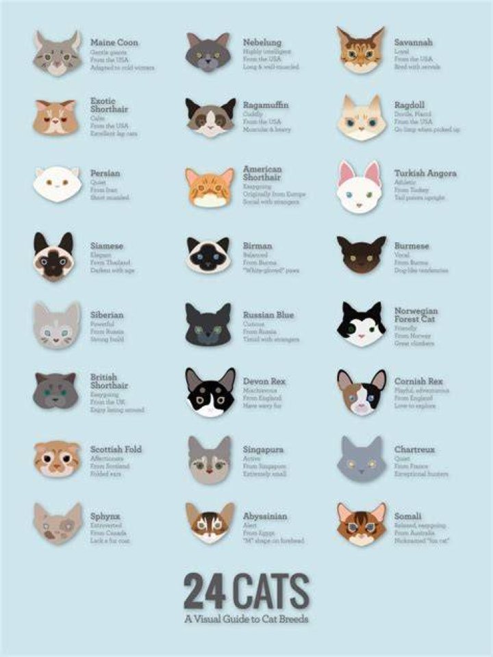 How can I find the name of my cat?