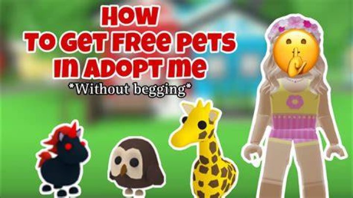 How can I get a pet without adoption?