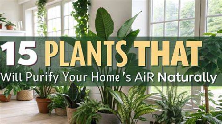 How can I purify the air in my home?