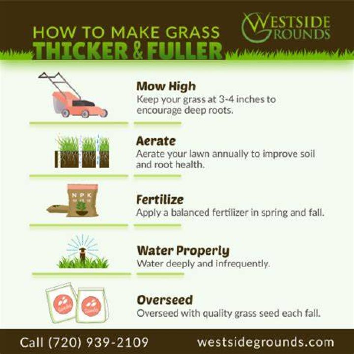 How can I thicken my lawn grass?