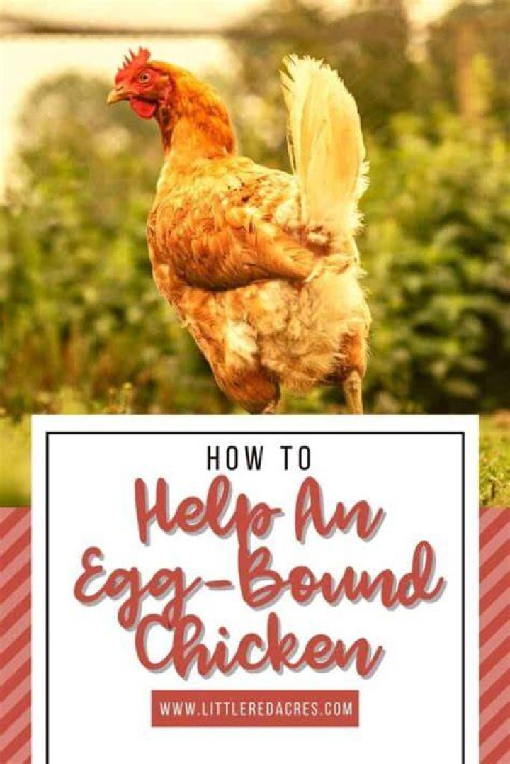 How can you tell if a chicken is egg bound?