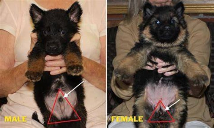 How can you tell if a puppy is going to be aggressive?