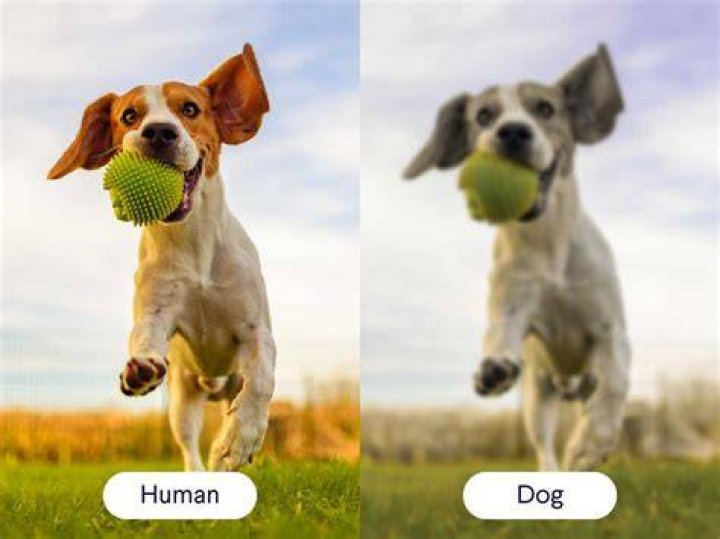 How close are dogs to humans?