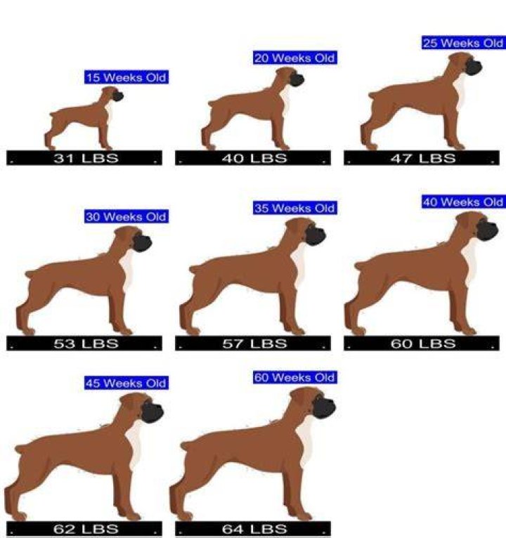 How do boxers cut so much weight?