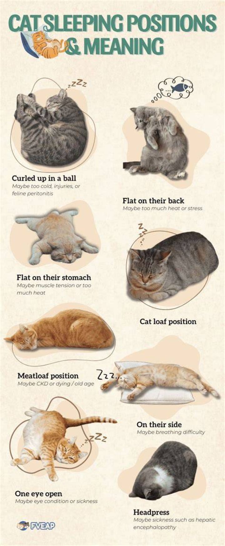 How do cats sleep when they're sick?