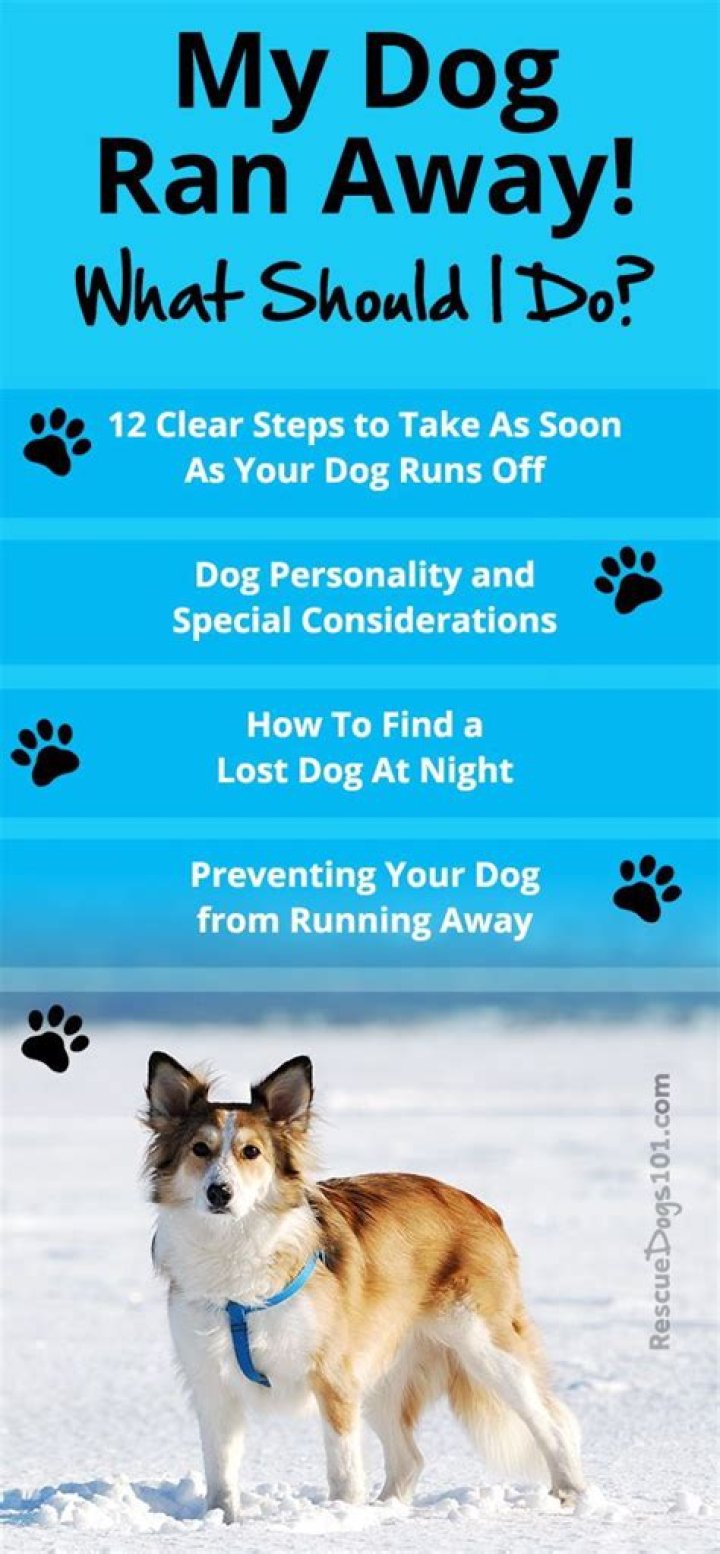 How do I find my dog that ran away?