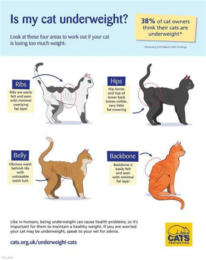 How do I gain my cat's trust back?