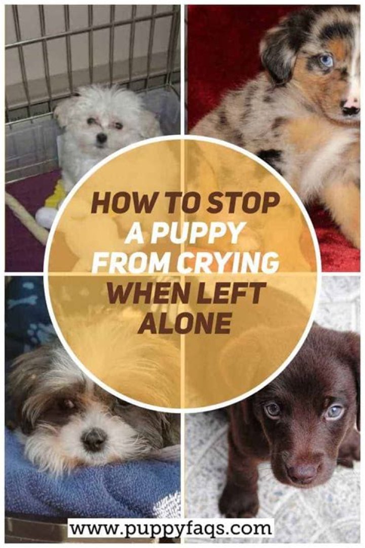 How do I get my dog to stop crying when left alone?