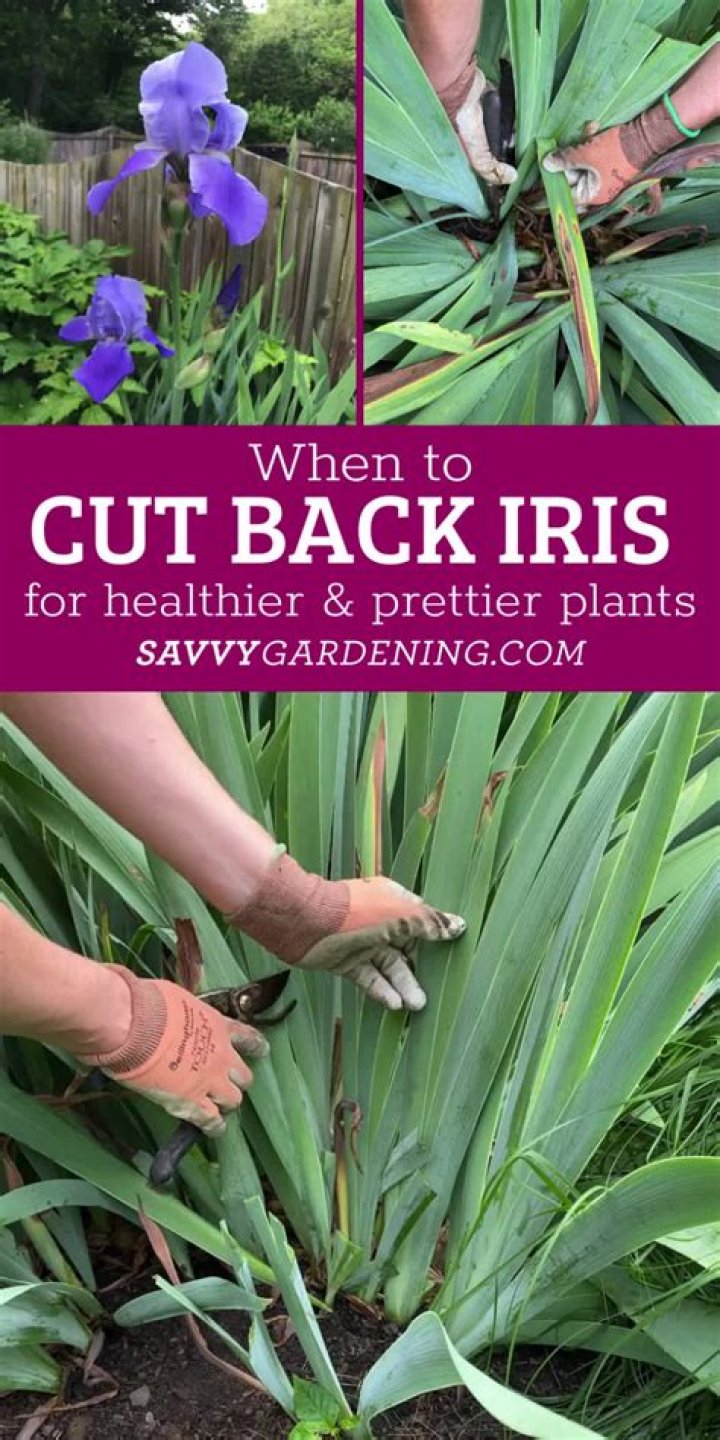 How do I get my iris to bloom again?