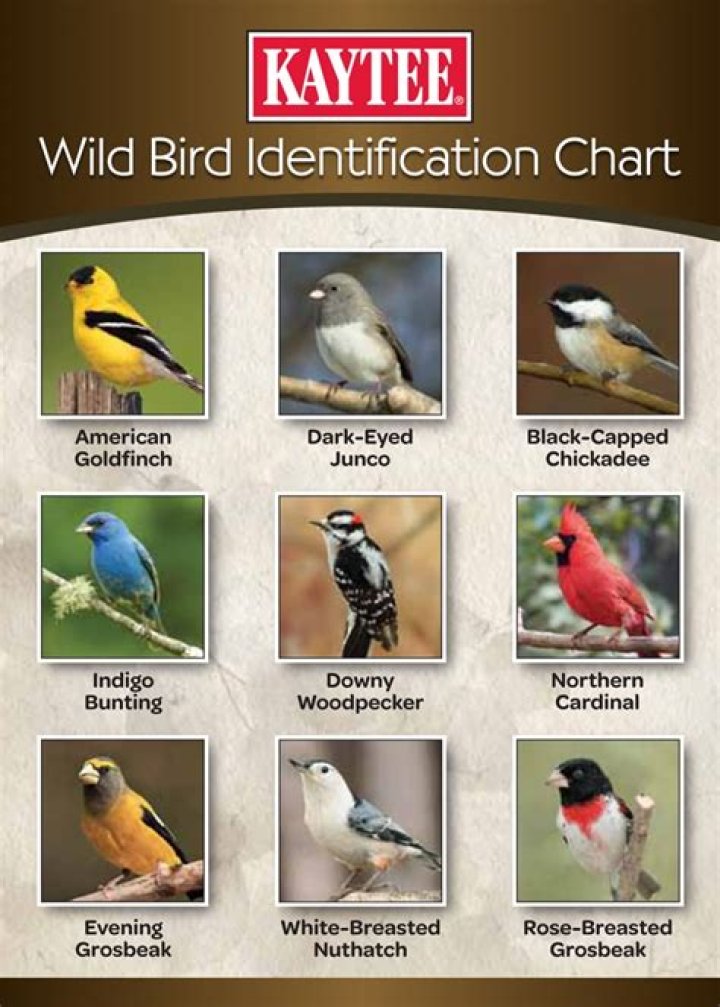 How do I identify a bird?