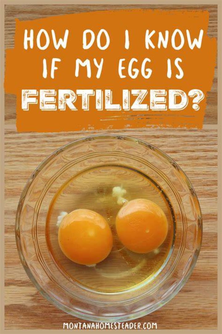 How do I keep my eggs fertile?