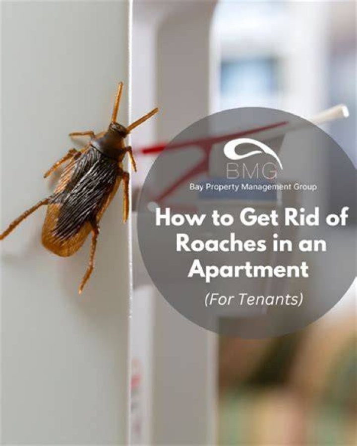 How do I keep my neighbors roaches away?