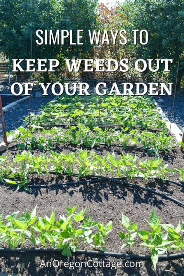 How do I keep weeds out of my resin driveway?