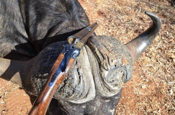 How do professional hunters get paid?