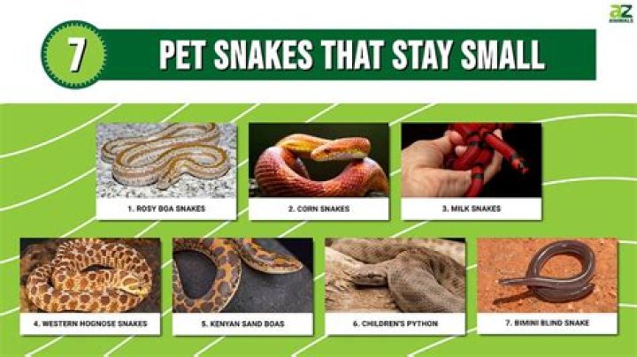 How do snakes get in the ground?