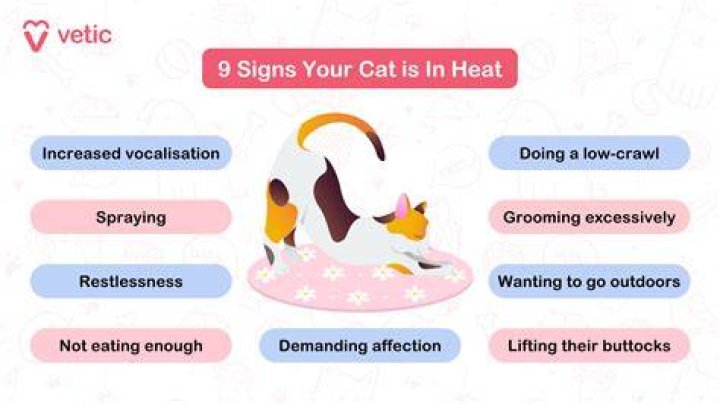 How do you calm a male cat in heat?