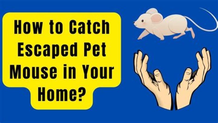 How do you catch an escaped mouse?