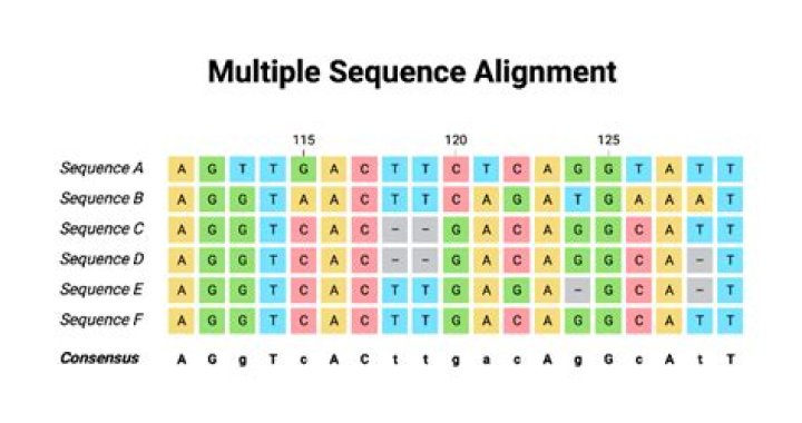 How do you do a multiple sequence alignment?
