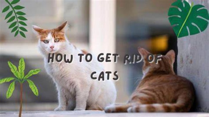 How do you get rid of cats?