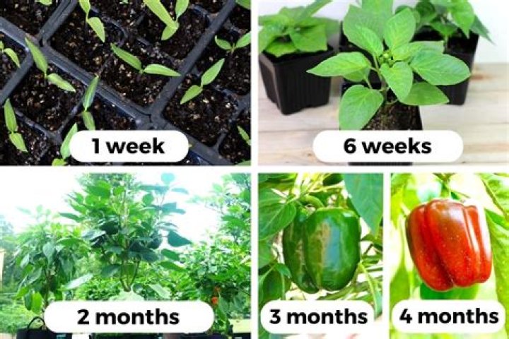 How do you increase pepper growth?