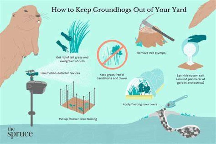How do you keep groundhogs from digging in your yard?