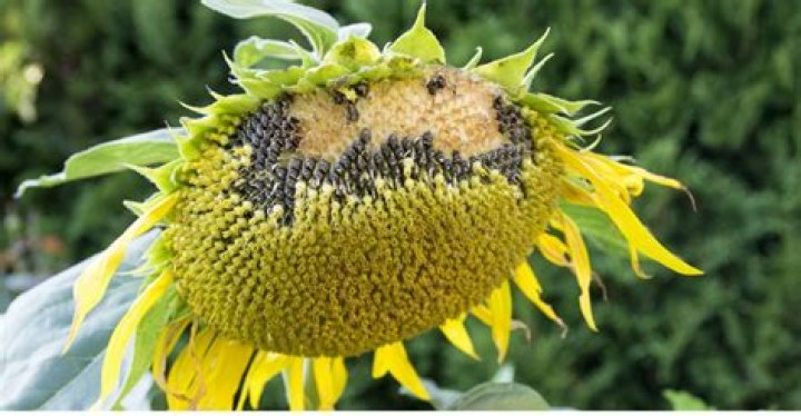 How do you know when a sunflower is dying?