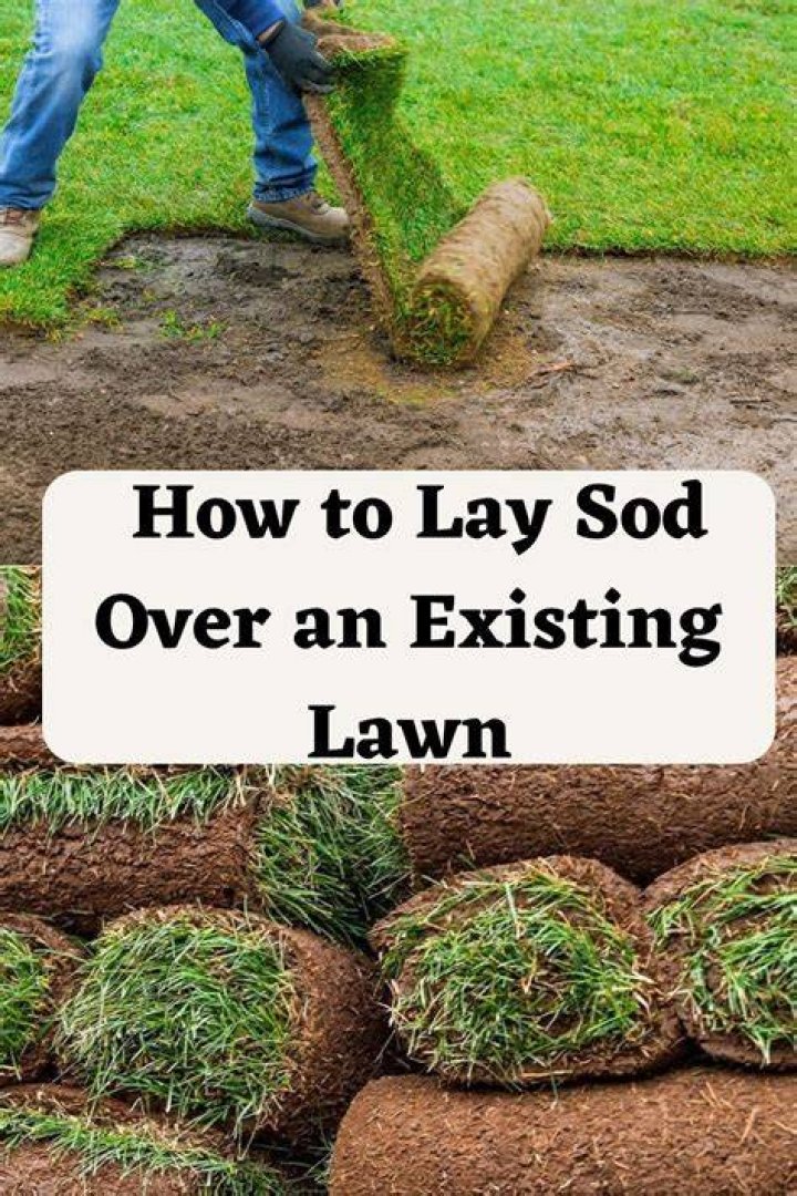 How do you lay sod over existing grass?