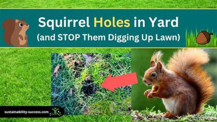 How do you stop squirrels from digging holes?
