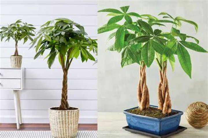 How do you take care of a fortune plant?