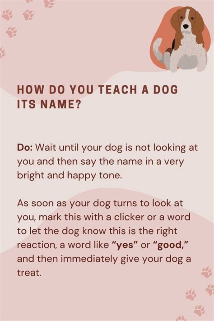 How do you teach your dog you are pregnant?