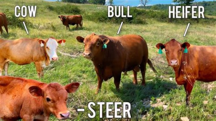 How do you tell if a cow is a heifer?