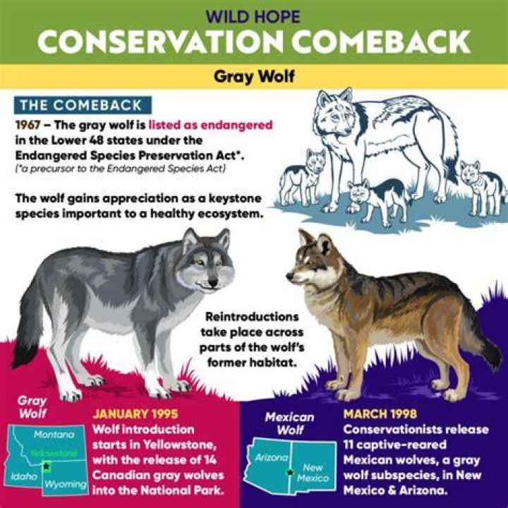 How is the gray wolf making a comeback?