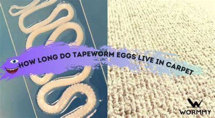How long do tapeworm eggs live on surfaces?