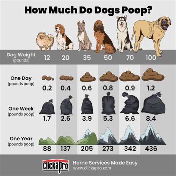 How long does it take for dog poop to return to normal after diarrhea?