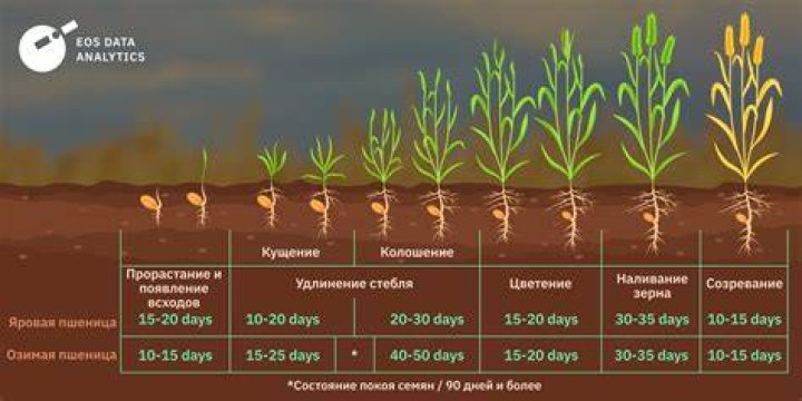 How long does it take plants to grow wizard101?