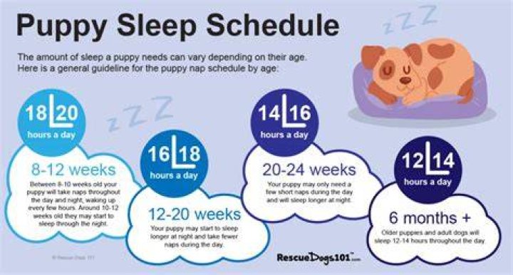 How long should I play with my puppy before bed?