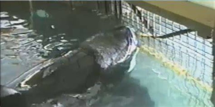 How long was Tilikum in isolation?