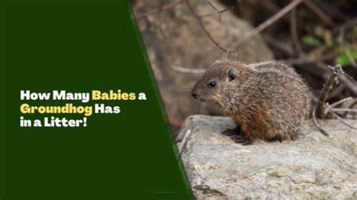 How many babies does a groundhog have?