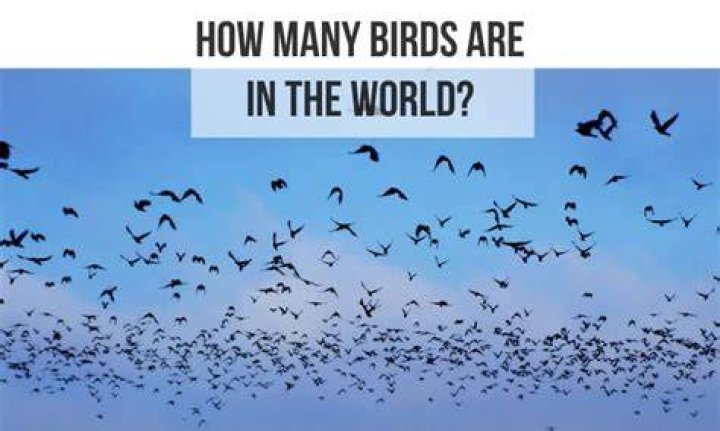 How many birds are there in?