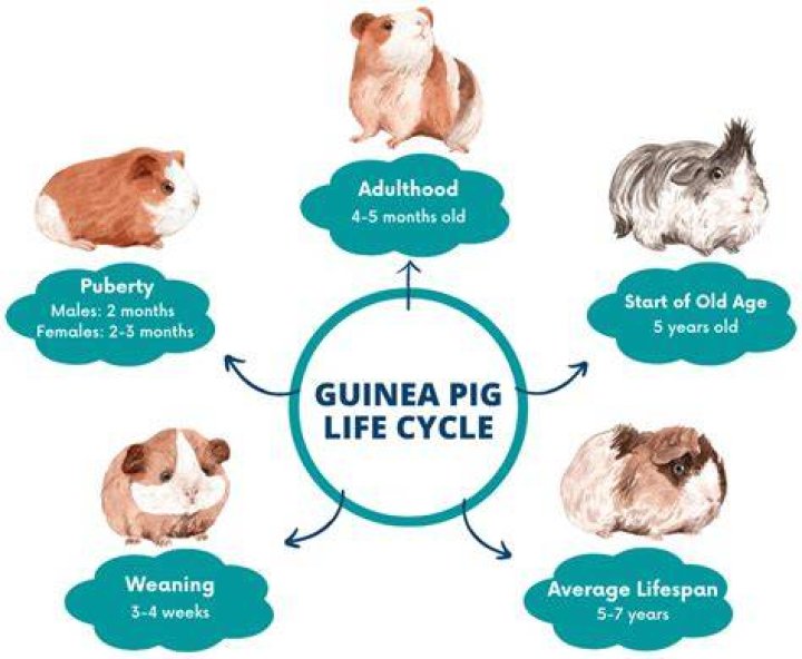 How many human years is a guinea pig year?