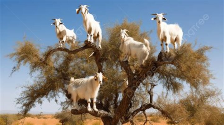How many is a herd of goats?