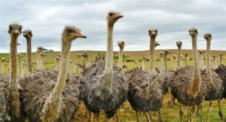 How many ostriches can live together?