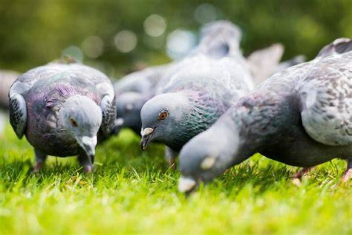 How many pigeons are there in the UK?