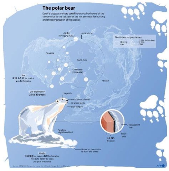 How many polar bears are around the ice?
