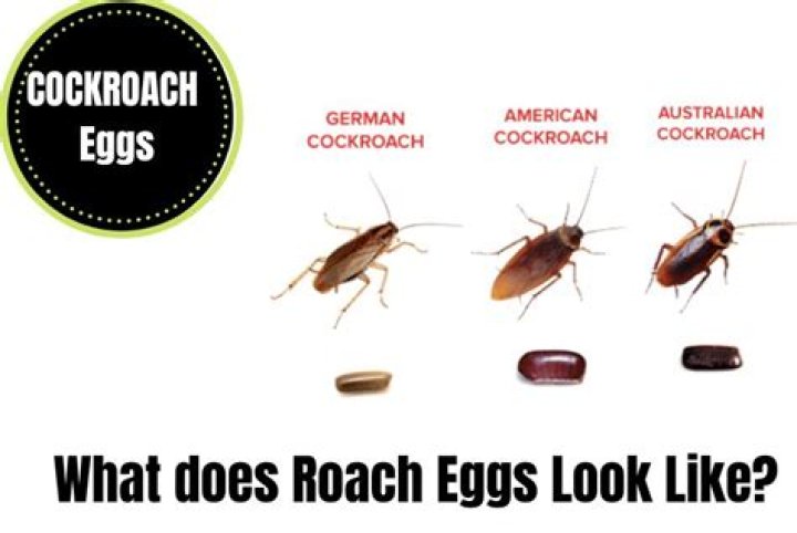 How many roaches come out of an egg?