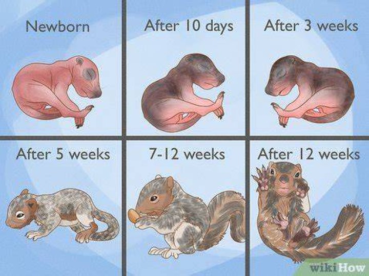 How many squirrels does a person have?