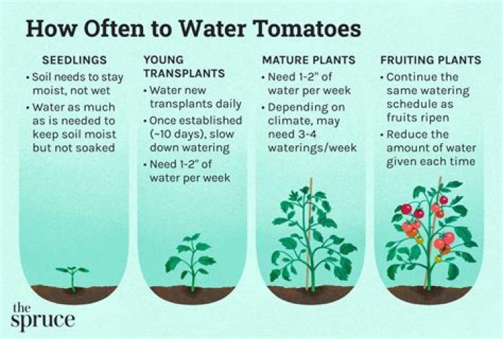 How many times a week do you water tomato plants?