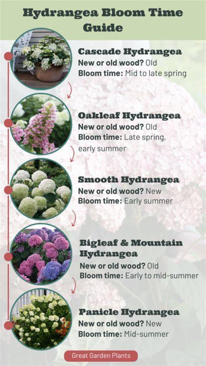 How many times a year does a hydrangea bloom?