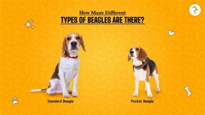 How many types of beagles are there in the world?